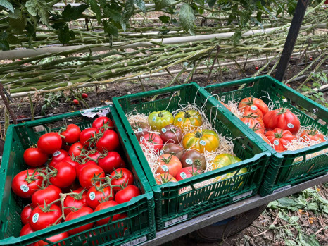 Produkte aus biozyklisch-veganem Anbau – konsequent vegan ab Feld
