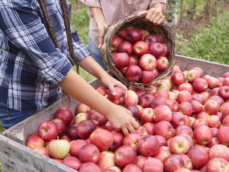 VOG Products: Naturland-Äpfel und immer mehr Bio-Verarbeitung