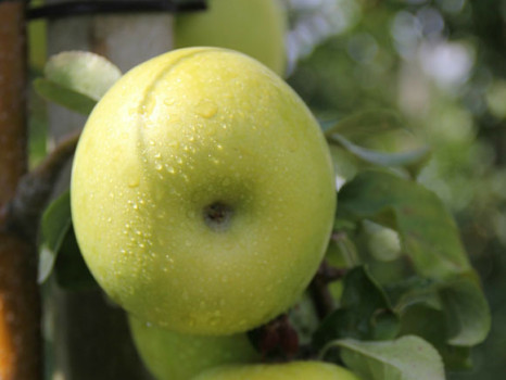 Apfelzucht ohne Gentechnik: neue pilzresistente Sorte zugelassen