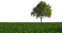https://www.biopress.de/dateien/cache/imagefly/rss/250x134/baum-freiweb.jpg