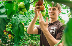 https://www.biopress.de/dateien/cache/imagefly/rss/250x160/bild-6-tomatenernte-auf-d.jpg