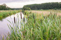 https://www.biopress.de/dateien/cache/imagefly/rss/250x166/adobestock_364716463web.jpg