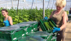 Saisonstart für regionale Bio-Gurken