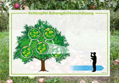 Streuobsternte 2025 besser als erwartet