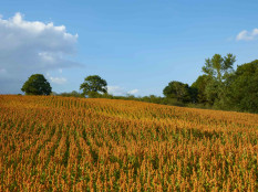 Quinoa-Haferdrink – made in Belgium