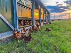 Bewegte Bio-Eier aus Brandenburg