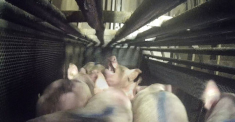 Tierschutzverst&ouml;&szlig;e bei T&ouml;nnies: Auch Bio-Schweine betroffen
