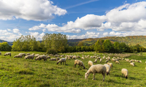 Aktionswoche f&uuml;r die Weide